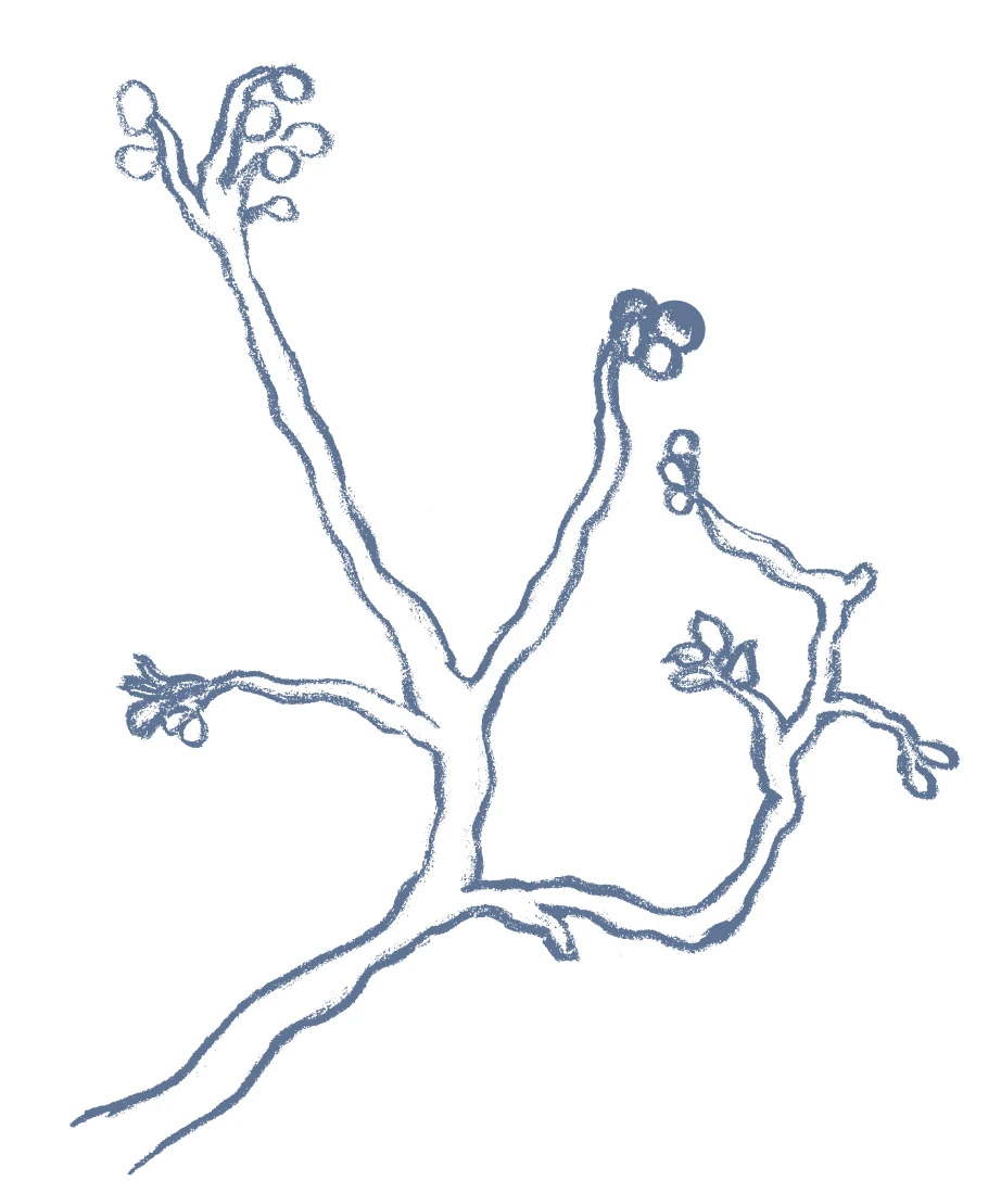 A single-color illustration of a tree branch with leaves and seeds in the style of a sketch.